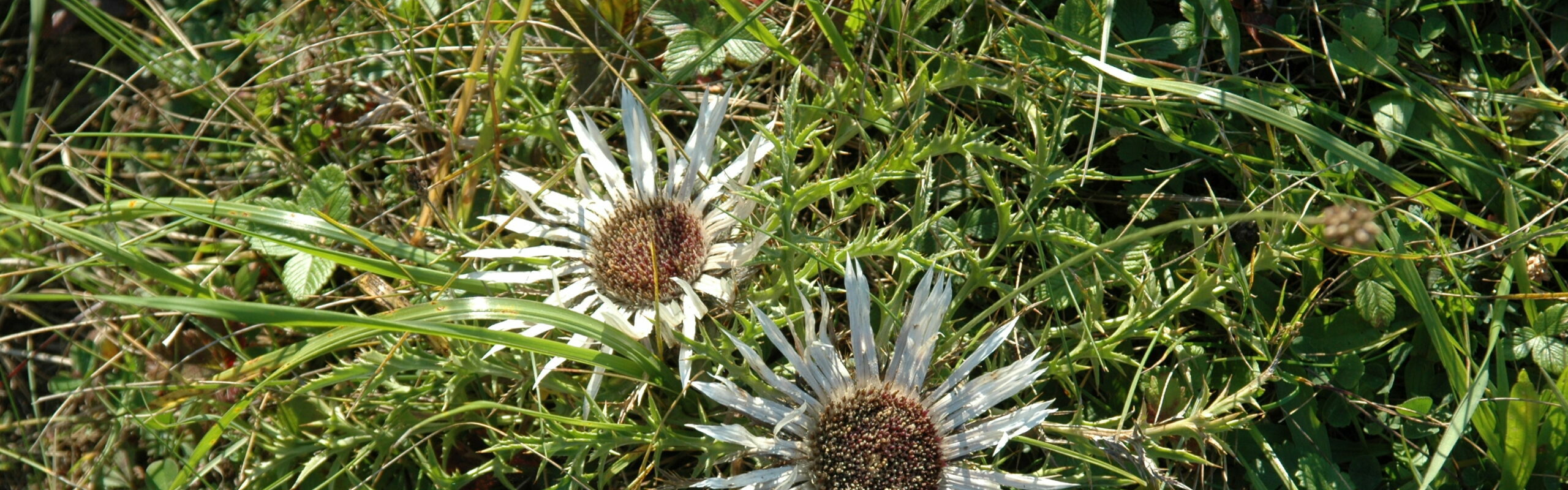 Frühling - Motiv zwei Diesteln